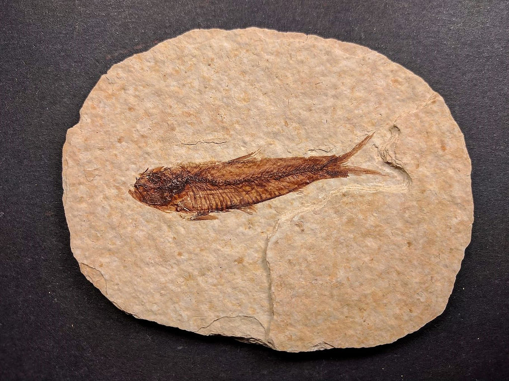 010028 - Nicely Preserved Knightia Fossil Fish Eocene Green River Fm, Wyoming (USA)