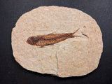 010028 - Nicely Preserved Knightia Fossil Fish Eocene Green River Fm, Wyoming (USA)