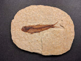 010028 - Nicely Preserved Knightia Fossil Fish Eocene Green River Fm, Wyoming (USA)