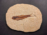 010028 - Nicely Preserved Knightia Fossil Fish Eocene Green River Fm, Wyoming (USA)