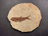 010029 - Nicely Preserved Knightia Fossil Fish Eocene Green River Fm, Wyoming (USA)