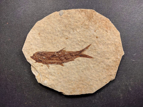 010029 - Nicely Preserved Knightia Fossil Fish Eocene Green River Fm, Wyoming (USA)