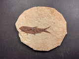 010029 - Nicely Preserved Knightia Fossil Fish Eocene Green River Fm, Wyoming (USA)