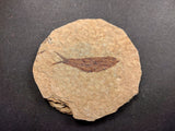 010030 - Nicely Preserved Knightia Fossil Fish Eocene Green River Fm, Wyoming (USA)