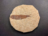 010031 - Nicely Preserved Knightia Fossil Fish Eocene Green River Fm, Wyoming (USA)