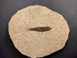 010033 - Nicely Preserved Knightia Fossil Fish Eocene Green River Fm, Wyoming (USA)