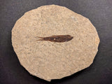 010033 - Nicely Preserved Knightia Fossil Fish Eocene Green River Fm, Wyoming (USA)