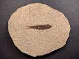 010033 - Nicely Preserved Knightia Fossil Fish Eocene Green River Fm, Wyoming (USA)