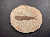 010034 - Nicely Preserved Knightia Fossil Fish Eocene Green River Fm, Wyoming (USA)