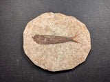 010034 - Nicely Preserved Knightia Fossil Fish Eocene Green River Fm, Wyoming (USA)