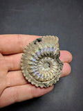 030015 - Superb Pyritized 2.04'' Kosmoceras cf. lithuanicum Middle Jurassic Russia