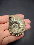 030015 - Superb Pyritized 2.04'' Kosmoceras cf. lithuanicum Middle Jurassic Russia