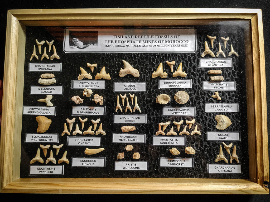 99036 - Fossil Shark Teeth Collection Display Box (Large) 40 - 65 Million Years