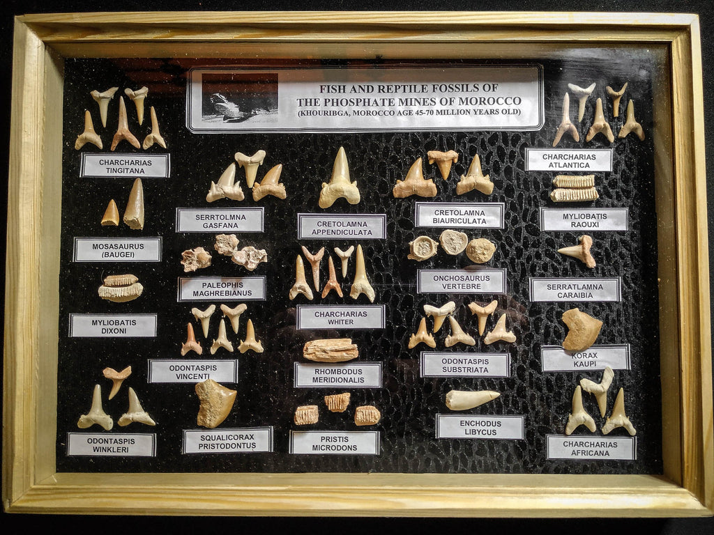 99037 - Fossil Shark Teeth Collection Display Box (Large) 40 - 65 Million Years