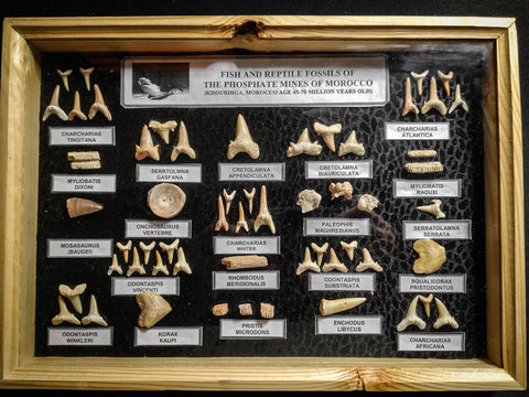 99038 - Fossil Shark Teeth Collection Display Box (Large) 40 - 65 Million Years
