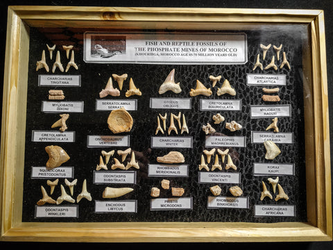 99039 - Fossil Shark Teeth Collection Display Box (Large) 40 - 65 Million Years