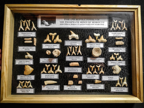 99040 - Fossil Shark Teeth Collection Display Box (Large) 40 - 65 Million Years
