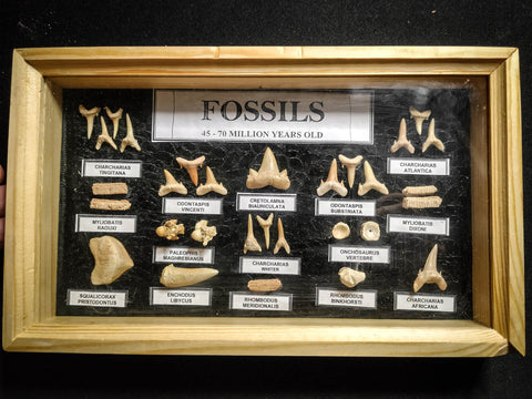 99042 - Fossil Shark Teeth Collection Display Box (Small) 40 - 65 Million Years