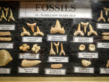 99042 - Fossil Shark Teeth Collection Display Box (Small) 40 - 65 Million Years