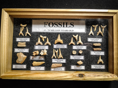 99043 - Fossil Shark Teeth Collection Display Box (Small) 40 - 65 Million Years