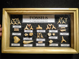 99046 - Fossil Shark Teeth Collection Display Box (Small) 40 - 65 Million Years