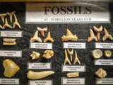 99046 - Fossil Shark Teeth Collection Display Box (Small) 40 - 65 Million Years