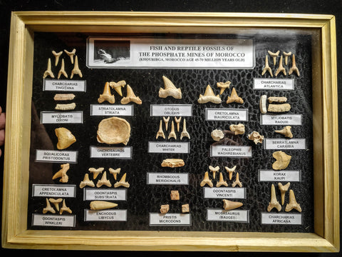99047 - Fossil Shark Teeth Collection Display Box (Large) 40 - 65 Million Years