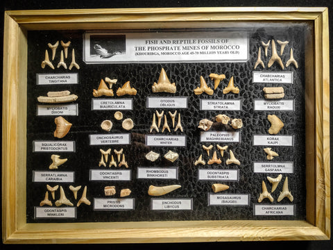 99049 - Fossil Shark Teeth Collection Display Box (Large) 40 - 65 Million Years