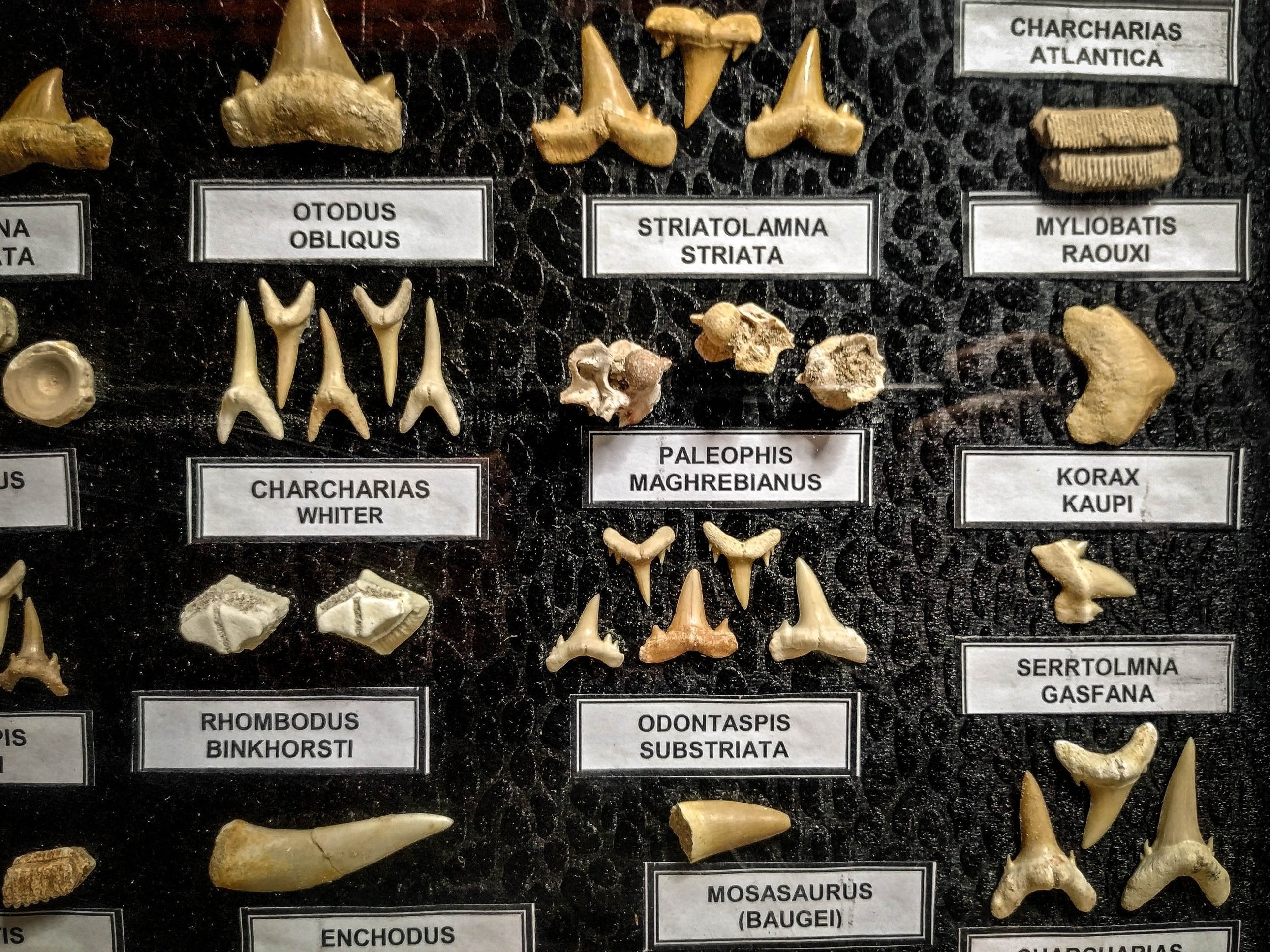 Identify Shark Teeth Chart Coastal South Carolina Fossil