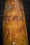08162 - Nice 1.69 Inch Spinosaurus Dinosaur Tooth Cretaceous KemKem Beds