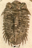 30850 - Beautiful Bug Eyed 1.96 Inch Coltraneia effelesa Middle Devonian