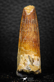 08162 - Nice 1.69 Inch Spinosaurus Dinosaur Tooth Cretaceous KemKem Beds