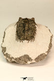 30850 - Beautiful Bug Eyed 1.96 Inch Coltraneia effelesa Middle Devonian