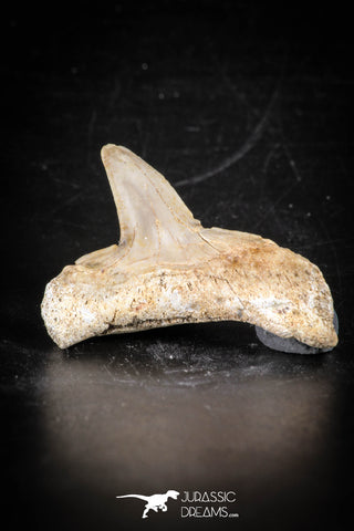 88707 - Super Rare Pathologically Deformed 1.45 Inch Otodus obliquus Shark Tooth