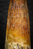 08162 - Nice 1.69 Inch Spinosaurus Dinosaur Tooth Cretaceous KemKem Beds