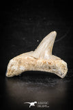 88707 - Super Rare Pathologically Deformed 1.45 Inch Otodus obliquus Shark Tooth