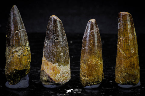 20722 - Great Collection of 4 Spinosaurus Dinosaur Teeth Cretaceous KemKem Beds