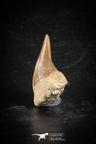 88708 - Super Rare Pathologically Deformed 1.37 Inch Otodus obliquus Shark Tooth