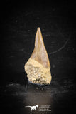 88708 - Super Rare Pathologically Deformed 1.37 Inch Otodus obliquus Shark Tooth