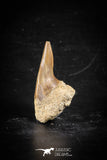 88708 - Super Rare Pathologically Deformed 1.37 Inch Otodus obliquus Shark Tooth