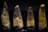 20722 - Great Collection of 4 Spinosaurus Dinosaur Teeth Cretaceous KemKem Beds