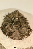 30850 - Beautiful Bug Eyed 1.96 Inch Coltraneia effelesa Middle Devonian