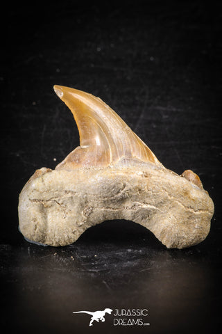 88709 - Super Rare Pathologically Deformed 1.96 Inch Otodus obliquus Shark Tooth