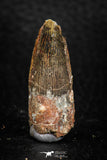 08164 - Nice 1.33 Inch Spinosaurus Dinosaur Tooth Cretaceous KemKem Beds