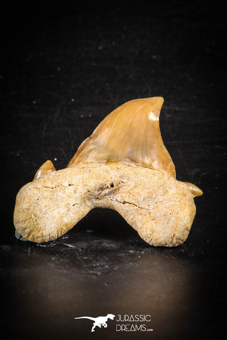 88710 - Super Rare Pathologically Deformed 1.80 Inch Otodus obliquus Shark Tooth