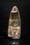 08164 - Nice 1.33 Inch Spinosaurus Dinosaur Tooth Cretaceous KemKem Beds