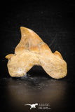 88710 - Super Rare Pathologically Deformed 1.80 Inch Otodus obliquus Shark Tooth