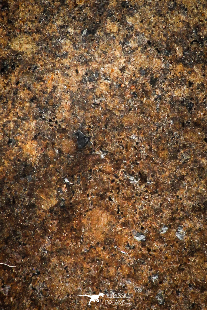 06005 - Beautiful Polished Section NWA Unclassified L-H Type Ordinary Chondrite Meteorite 13.0g