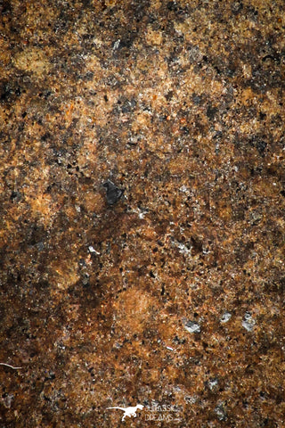 06005 - Beautiful Polished Section NWA Unclassified L-H Type Ordinary Chondrite Meteorite 13.0g