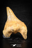 88711 - Super Rare Pathologically Deformed 2.39 Inch Otodus obliquus Shark Tooth